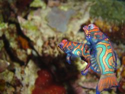 mandarinfishes mating Manado KBR resort by Stew Smith 